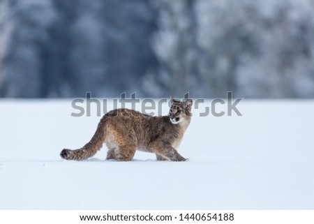 beautiful young puma walking in snow with winter forest in background
