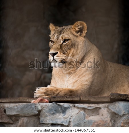 high-res picture of lioness with an artistic background