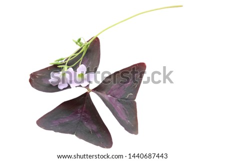 Purple Shamrock leaves  isolated on white background  