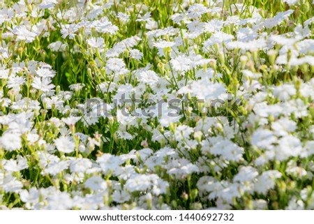 A lot of small white flowers of Heliosperma alpestre. Beautiful abstract white wildflowers. Filled full frame picture. Small white flowers with shallow depth. Wedding concept. Sunny.