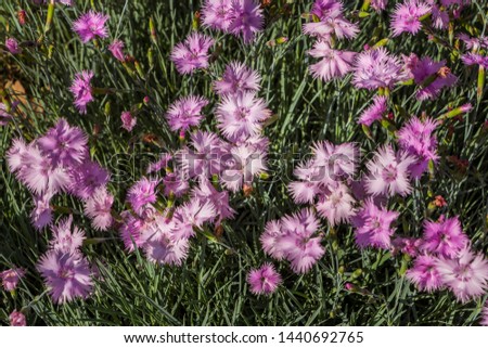 Dianthus anatolicus. Whitish pink flowers with a wine-colored eye. Blue leaves and pink flowers on background. Filled frame picture. Lively, vivid summer floral background. Simplicity, elegance.
