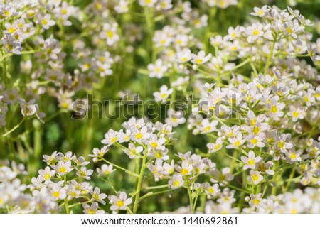 Alpine saxifrage, Saxifraga paniculata, Glacier mouse. Beautiful abstract white wildflowers. Filled full frame picture. Small white flowers with shallow depth. Succulents bloom.