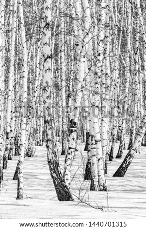Black and white photo, birch forest winter landscape.