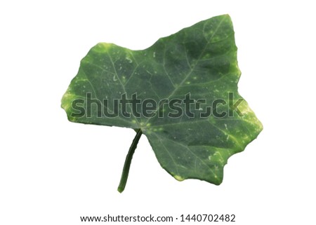 Ivy gourd leave isolated on white background