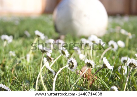 White daisies in front of white soccer ball in green grass, backyard