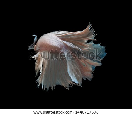 siamese betta fighting isolated on black background