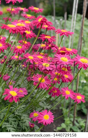 Dark pink flowers of argyranthemum, marguerite, marguerite daisy or dill daisies in summer garden close up with selective focus. Macro photo of pink peacock chamomiles on green blurred background