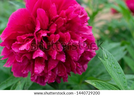 Dark pink peacock color peony or jester red paeony flowers with buds and leaves in summer garden close up with selective focus. Macro photo of burgundy peonies on green leaves blurred background