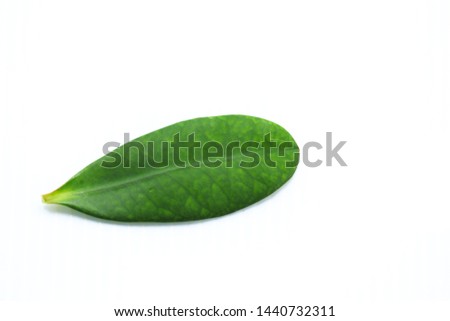 Poi Sian leaves   isolated on white background