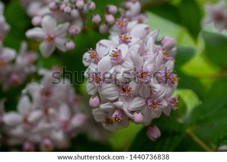 Deutzia are deciduous shrubs, often with flaking bark, with simple, opposite leaves and star-shaped or cupped white or pink flowers