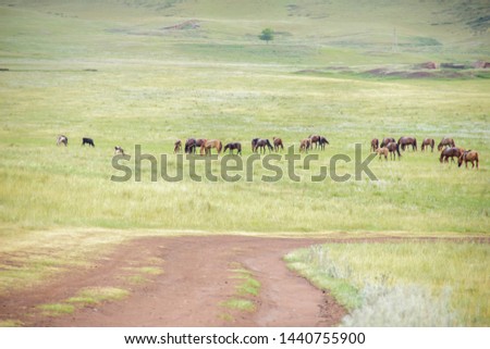 Herd of horses on rural road. Horse farm pasture with mare and foal. Summer day landscape.