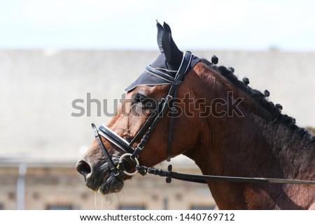 Portrait of a sport horse during dressage competition under saddle. Beautiful dressage horse portrait closeup during competition on natural background summertime on natural background