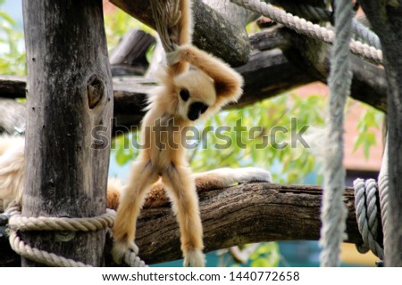 Picture of a handed gibbon baby climbing in the tree
