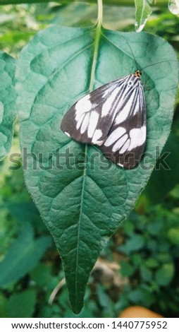 a butterfly perched on a leaf