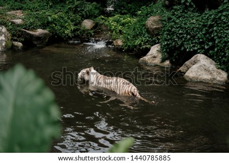 the white siberian tiger swimming.