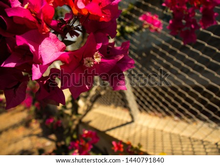 Beautiful pink Bougainvillea flowers. Used as garden decorations.