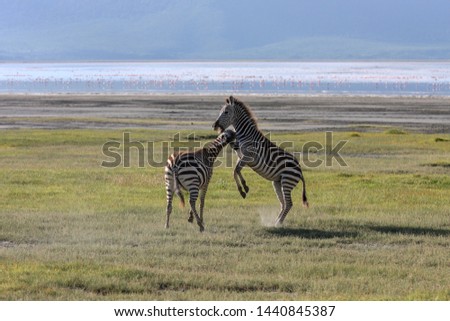 Lake Nakuru. Zebras walking beside the lake Nakuru, Kenya, flamingos in the background