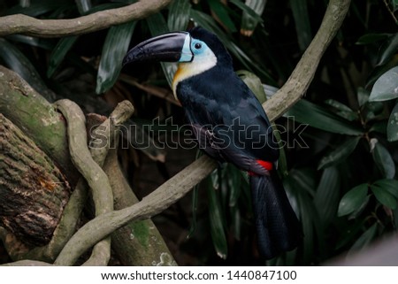 Channel billed toucan on the branch