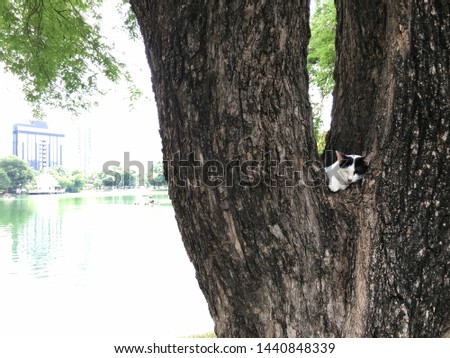 Cat sweet dreams on the tree in the peaceful park of big city for background