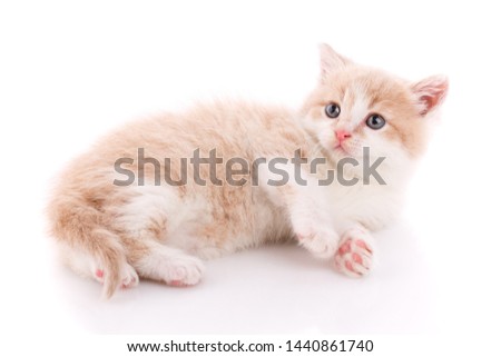 A little cute kitty lying on her back. Funny creepy kitten on a white background