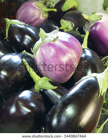 harvest fresh aubergines, filling the picture, upright format