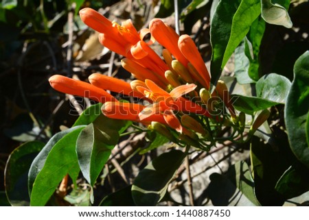 Orange trumpet, Flame flower, Fire-cracker vine 