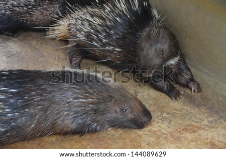 Porcupine lying on the floor of the cage