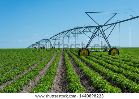 field with rows of potatoes and sprinkler Royalty-Free Stock Photo #1440898223