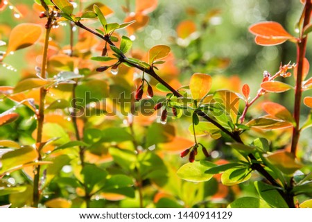 Close up, macro. The branches of the barberry with berries and orange-green leaves. Shrub wet from raindrops. Photo filled with sunlight.
