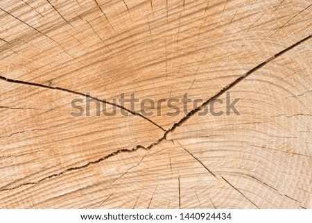 Tree and wood texture as a background