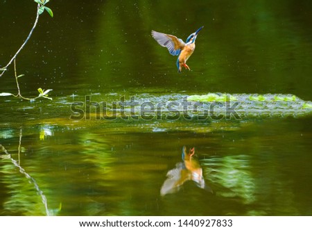 A small kingfisher catches a fish playing in the water