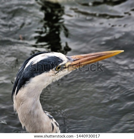 A picture of an Adult Heron in London