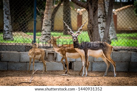 Deer in the zoo and nature background