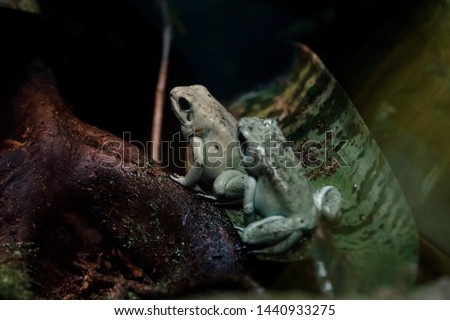 Couple green tree frog at night on diagonal branch in amazon rain forest of Brazil beautiful poisonous amphibian this treefrog is a nocturnal animal of the rainforest