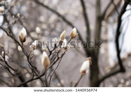 Magnolia in blossom. White magnolia buds. Blurred background. Close-up, soft selective focus