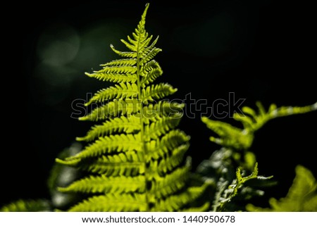 beautiful young delicate leaf of light green ferns on a dark background illuminated by the spring sun