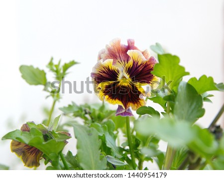 Viola plant with multicolor flowers , Viola, Common Violet, Viola tricolor, pansy, viola wittrockiana