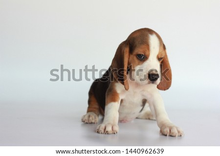 sit and sleeping beagle dog on isolated background.
