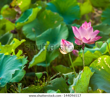 lotus,pink,green