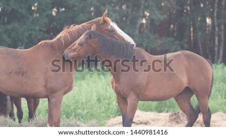 Horses at sunset in the pasture of the plains