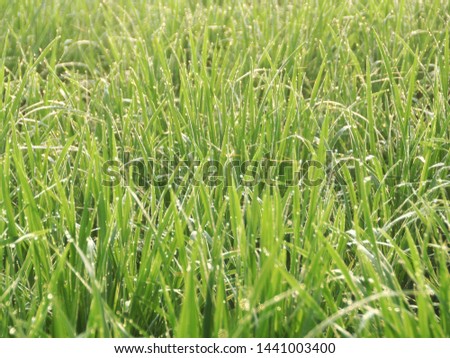 Green grass texture with waterdrops. Summer season scene. Soft focus with blurred background