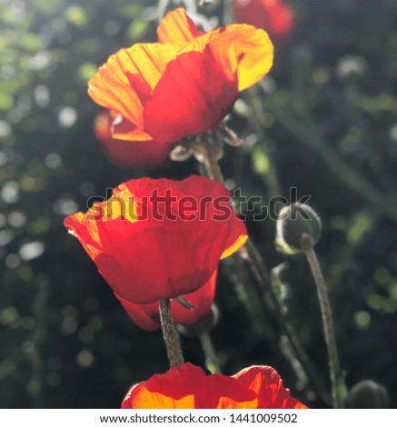 Flowering poppy in the sunlight