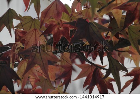 Autumn leaves in a city