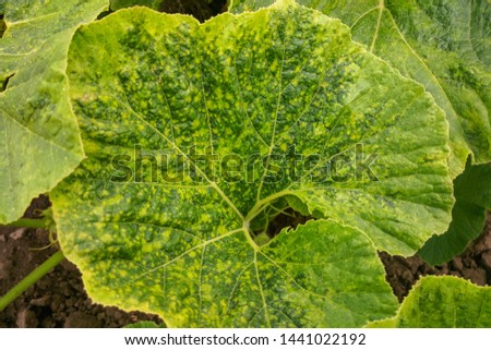 viral diseases on plants of melons and gourds Royalty-Free Stock Photo #1441022192