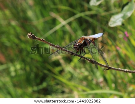 A male Broad Bodied Chaser Dragonfly. Perched on a stick. Scientific name Libellula depressa.