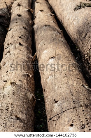 old trees damaged by bark beetle, macro, background texture