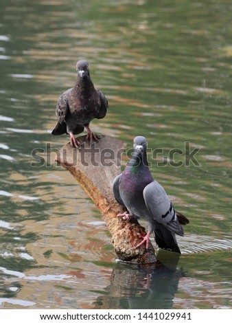 Two wild pigeons perched on an old rusty disabled fountain outlet among water and looking straight. One bird has an injured paw