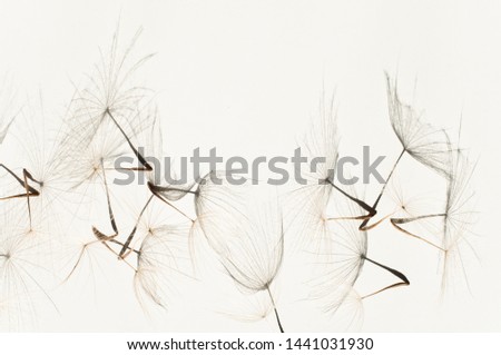 Seeds of a large dandelion salsify parachutes Tragopogon pseudomajor on a white with a shadow. Abstraction from natural materials. Background with dry plants. Royalty-Free Stock Photo #1441031930