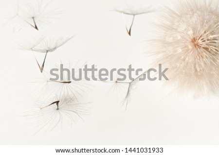 Seeds of a large dandelion salsify parachutes Tragopogon pseudomajor on a white with a shadow. Abstraction from natural materials. Background with dry plants. Royalty-Free Stock Photo #1441031933