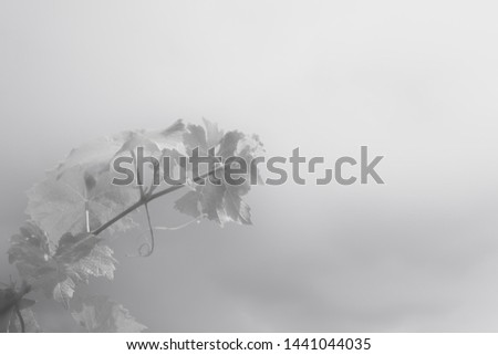 black and white abstract background with grape branch